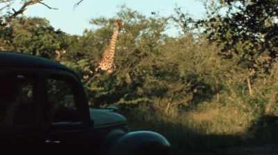 Her contribution so many years
later was still so great. - The Woman Who Loves Giraffes