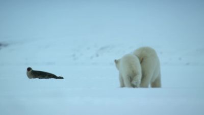 Her cub carefully treads in her footsteps, - Our Planet