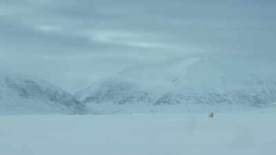 Her cub wanders off, - Our Planet