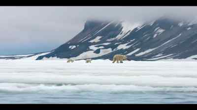 Her cubs were born on land, - Our Oceans
