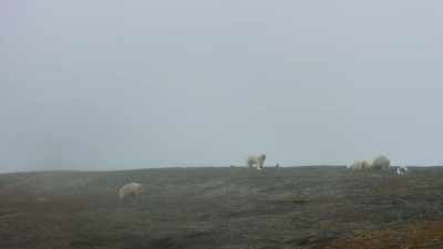 Her cubs follow her. - Frozen Planet II