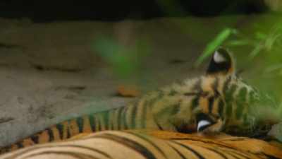 Her cubs have reached the stage
when they start exploring. - Dynasties