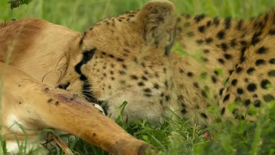 'Her cubs
still have a long way to go... - A Year on Planet Earth