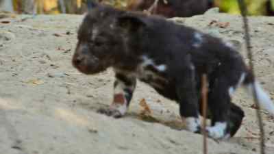 Her daughter Cadiki
leads the charge... - Predators