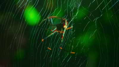 Her deadly venom
overpowers it in seconds. - The Secret Lives of Animals