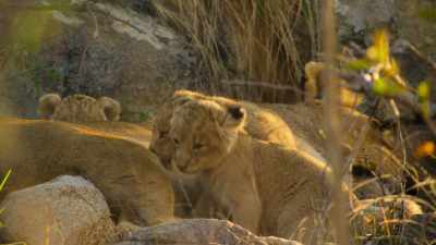 Her elder brother
is already displaying confidence. - Wild Babies
