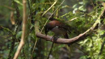 Her erect head feathers
and quivering wings - Our Planet