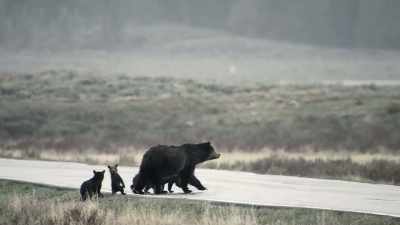 Her fame spread, - Epic Yellowstone
