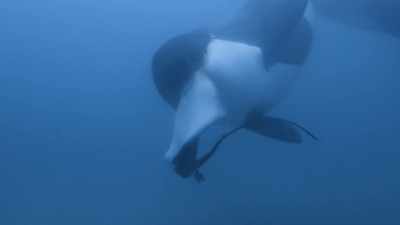 ''Her family can eat
a dozen or more rays a day.'' - Secrets of the Whales