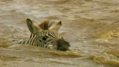 Her foal is swept far away. - Serengeti