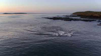 ''Her four family-in-training
rush to help with the fight.'' - Secrets of the Whales