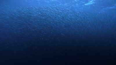''Her goal is to herd
the herring into a ball.'' - Secrets of the Whales