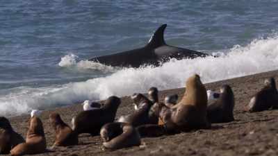 ''Her grandmother lets her struggle.
There's no better way to learn.'' - Secrets of the Whales