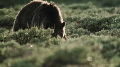 Her legacy has helped
bring grizzlies - Epic Yellowstone