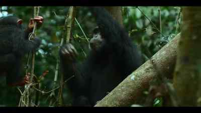 Her maternal instincts are starting to develop, - Chimp Empire