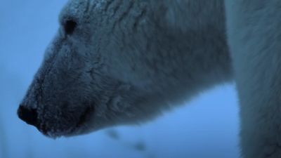 Her milk is more than 30% fat... - Earth at Night in Color