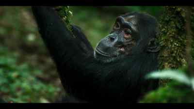 Her mother has seen all this before. - Chimp Empire