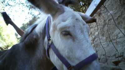 Her name was actually Buttercup
when she came to live here, - United States of Animals