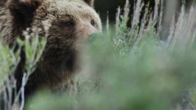 Her name is quad-mom. - Epic Yellowstone