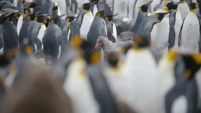 'Her nemesis is coming for her.' - A Year on Planet Earth