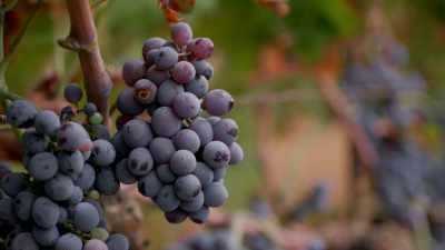 Her organic vines produce lower
yields but fruitier aromas, - Stanley Tucci: Searching for Italy