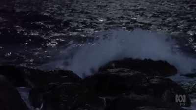 Her partner left some 14 hours ago
and is yet to return. - David Attenborough's Tasmania