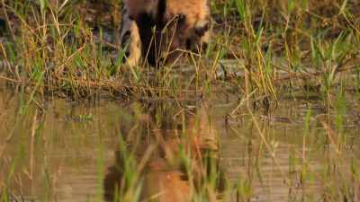 Her point made,
she leads the pups away for a drink. - Wild Babies