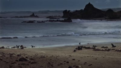 Her powerful jaws finish the job. - Earth at Night in Color