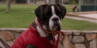 Her prize show dog was Beatrice. - Koko: A Red Dog Story