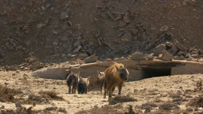 Her pups are hungry. - Hostile Planet