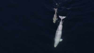 "Her son remembered
what he was taught." - Secrets of the Whales