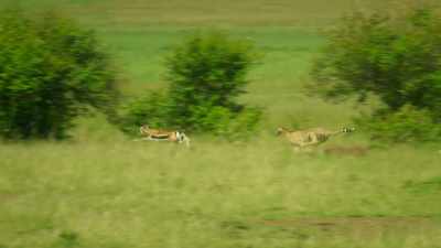 Her son takes over just
when he's needed. - Serengeti