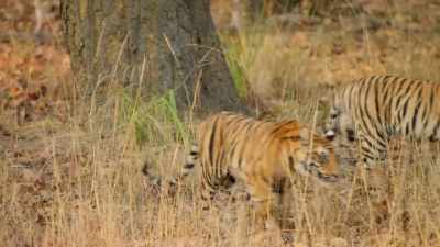 Her sons are the first to every meal - Dynasties
