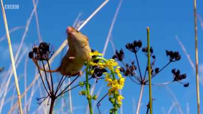 Her special prehensile tail
acts like a fifth limb. - Wales: Land of the Wild