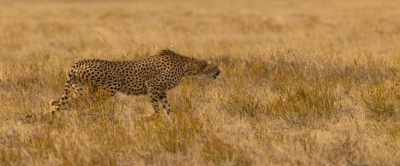 Her spotted coat
provides camouflage, - Our Universe