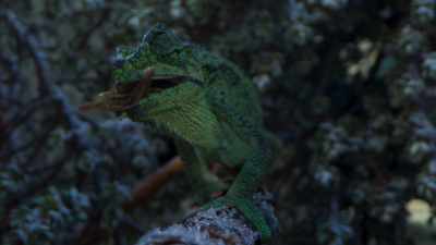 Her spring-loaded tongue,
however, still works. - Frozen Planet II