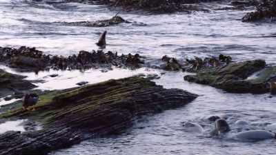 ''Her top fin acts as a rudder,'' - Secrets of the Whales