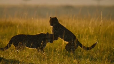 'Her two six-month-old cubs
need to be fed every day - A Year on Planet Earth