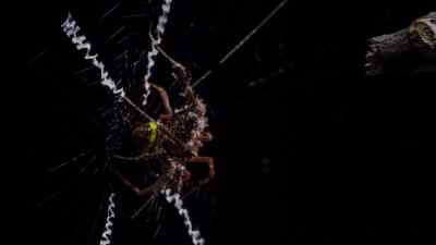 Her venom kills Argiope instantly. - Micro Monsters with David Attenborough