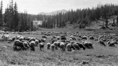 Herds of cattle and sheep
now grazed - The American Buffalo