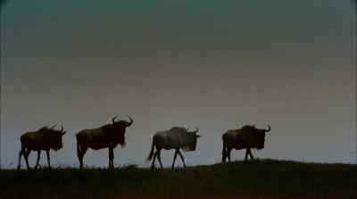 Herds sometimes push
on through the night - Africa: The Serengeti