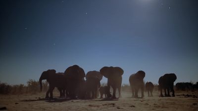 Herds with the most experienced leaders - Earth at Night in Color