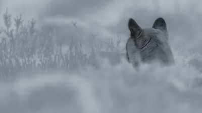 Here, a predator has to hunt
when it's so dark - Frozen Planet II