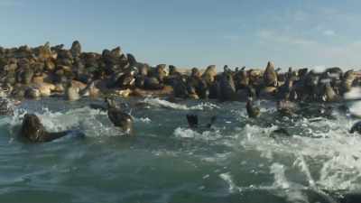 Here, animals are adapting
to new challenges - Planet Earth III