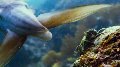 Here, animals must go
to extraordinary lengths - Blue Planet II