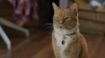 - Here.
- Are you crazy? They're both home. - Cats & Dogs 3: Paws Unite