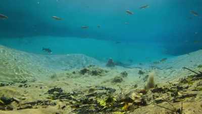 Here at Bonito, freshwater springs
bubble up from deep underground. - Seven Worlds, One Planet
