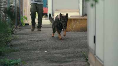 Here at the Working Dog Center, - Inside the Mind of a Dog