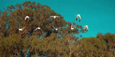 - Here they come!
[eagles screeching] - Birdemic 3: Sea Eagle