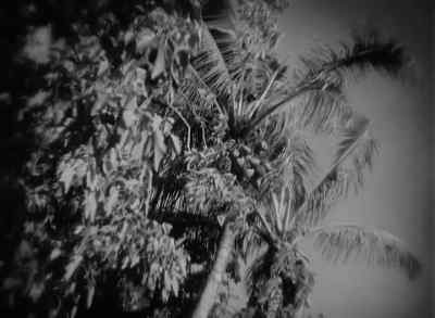 Here comes a big one!
Heads up! - Bird of Paradise